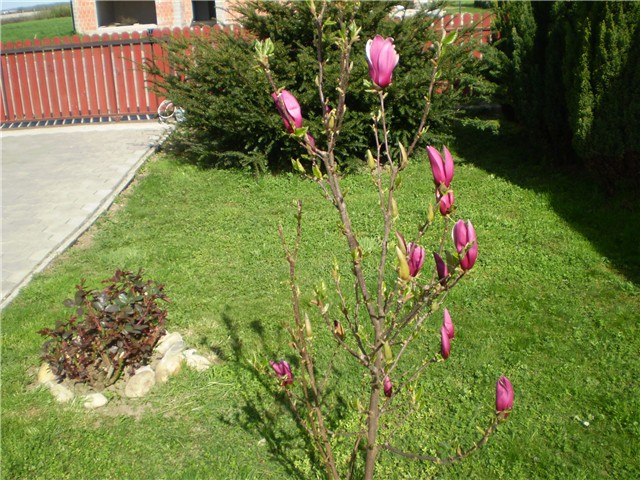 magnolija